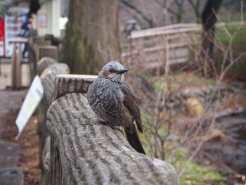 ヒヨドリ 井の頭公園 2020年2月15日(土)