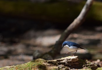 Siberian Blue Robin Yanagisawa Pass Sun, 5/10/2015