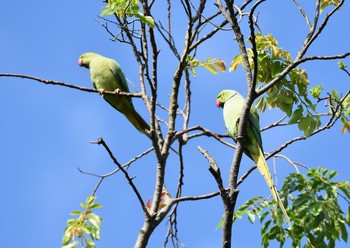 ワカケホンセイインコ 石神井公園 2015年5月20日(水)