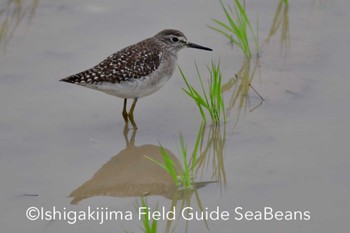 タカブシギ 石垣島 2020年2月17日(月)