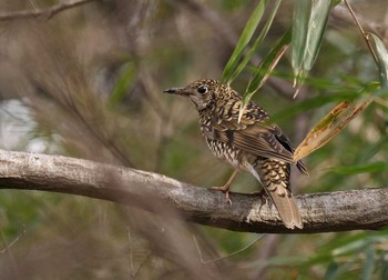 White's Thrush Mine Park Mon, 2/17/2020