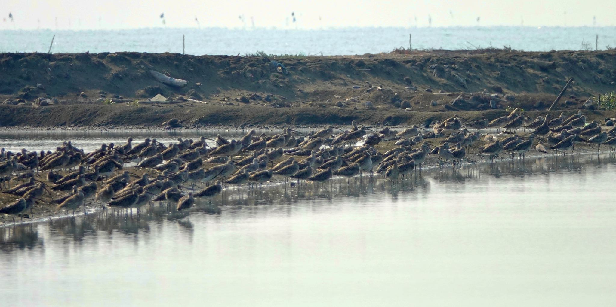 Photo of Eurasian Curlew at タイ中部 by のどか