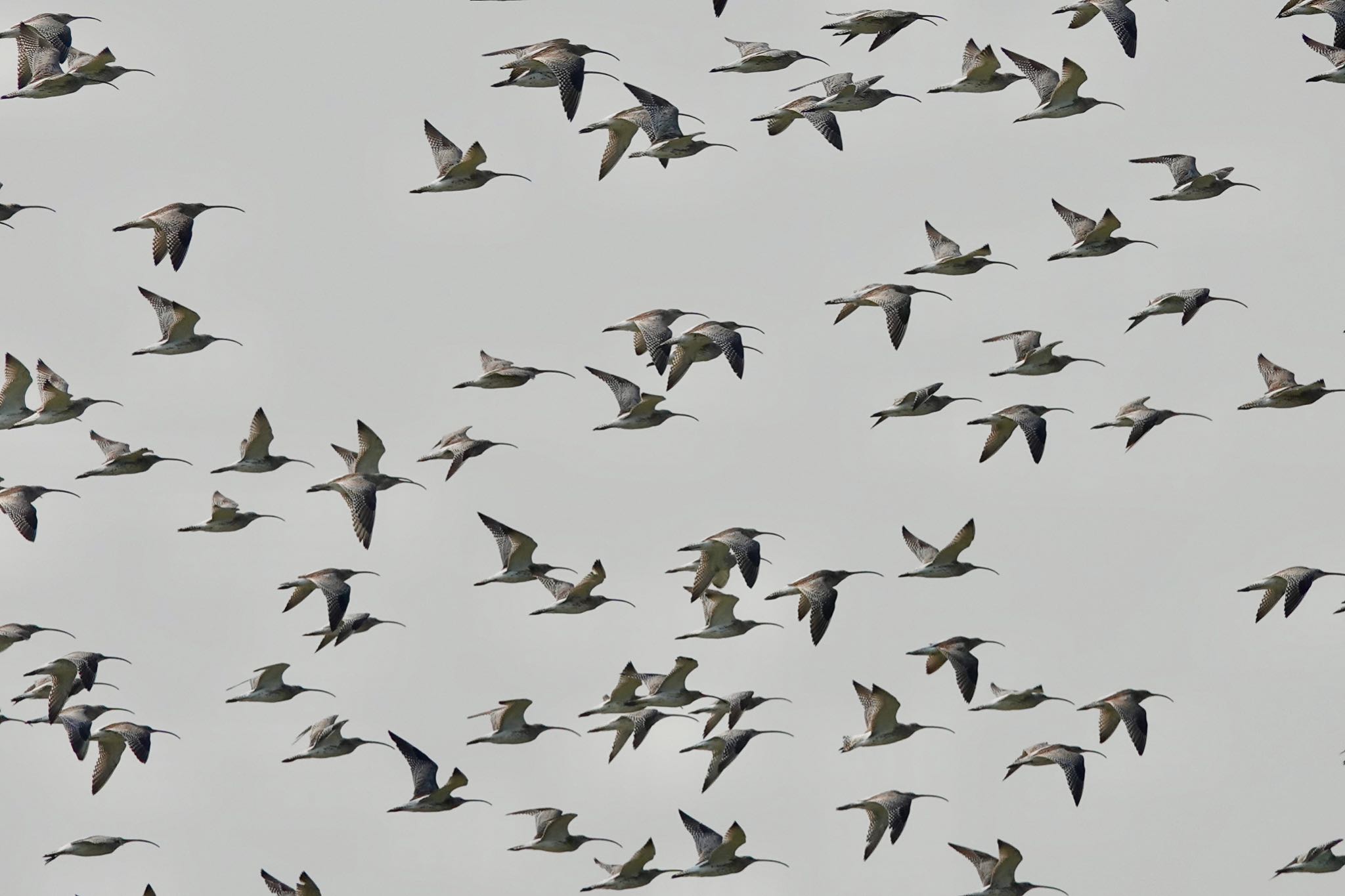 Eurasian Curlew