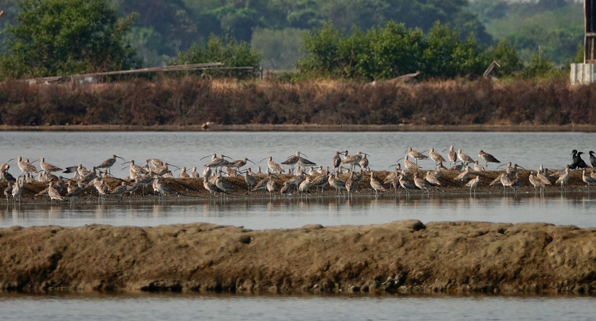 Eurasian Curlew