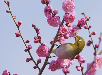 メジロ 嶺公園 2020年2月17日(月)