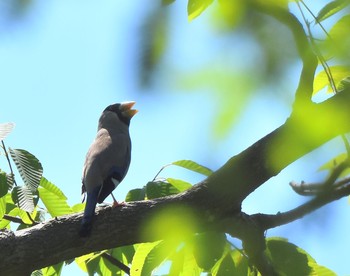 2015年5月30日(土) 高尾山の野鳥観察記録