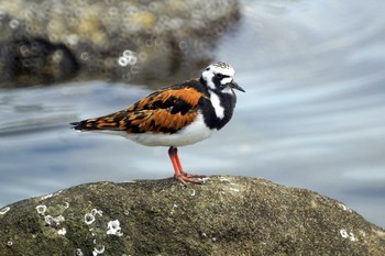 Ruddy Turnstone