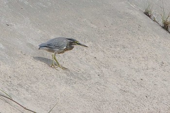 ササゴイ 滋賀県 2019年9月7日(土)