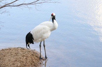 タンチョウ 岡山県 2020年2月8日(土)