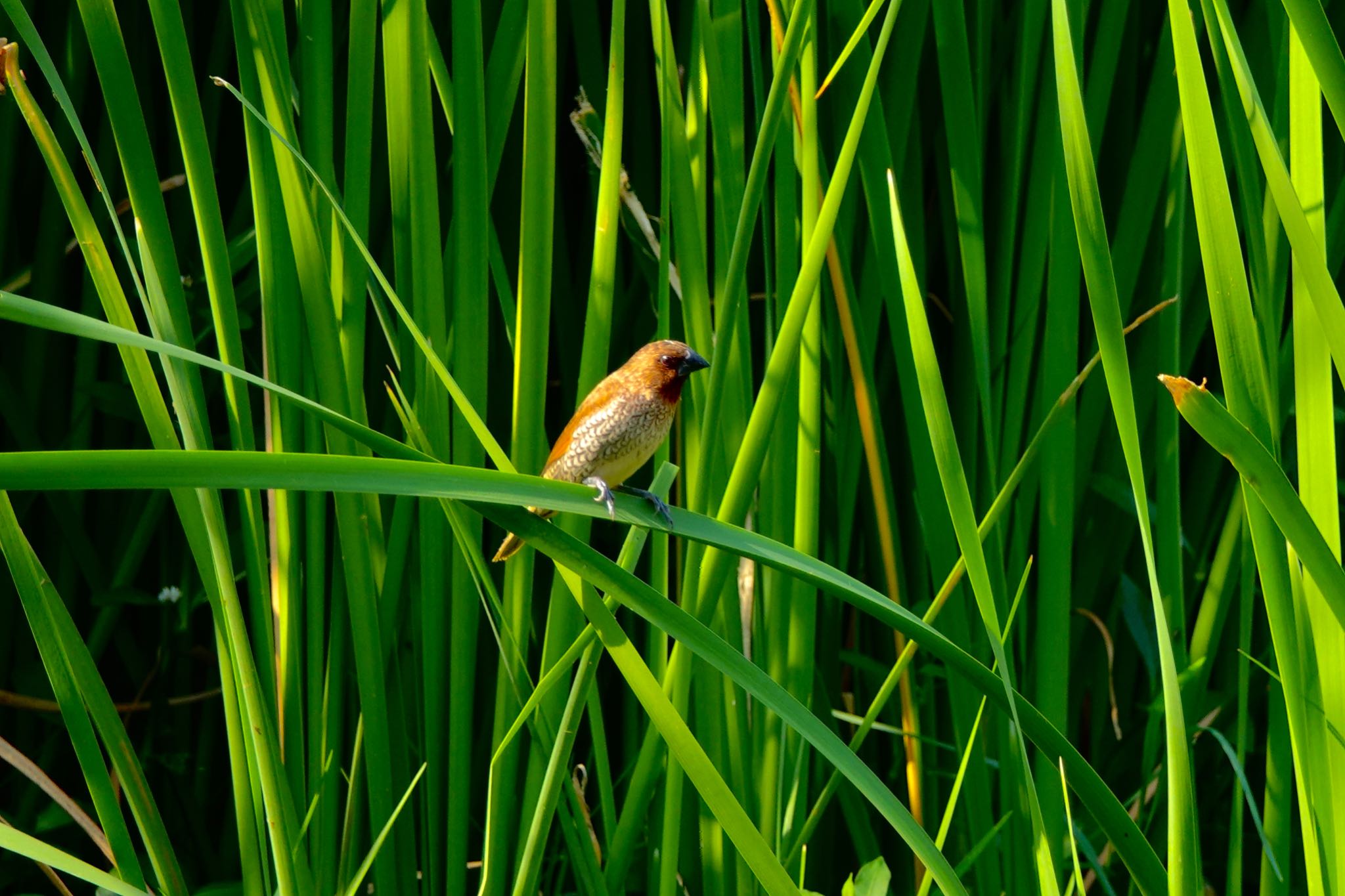 Photo of Scaly-breasted Munia at タイ中部 by のどか