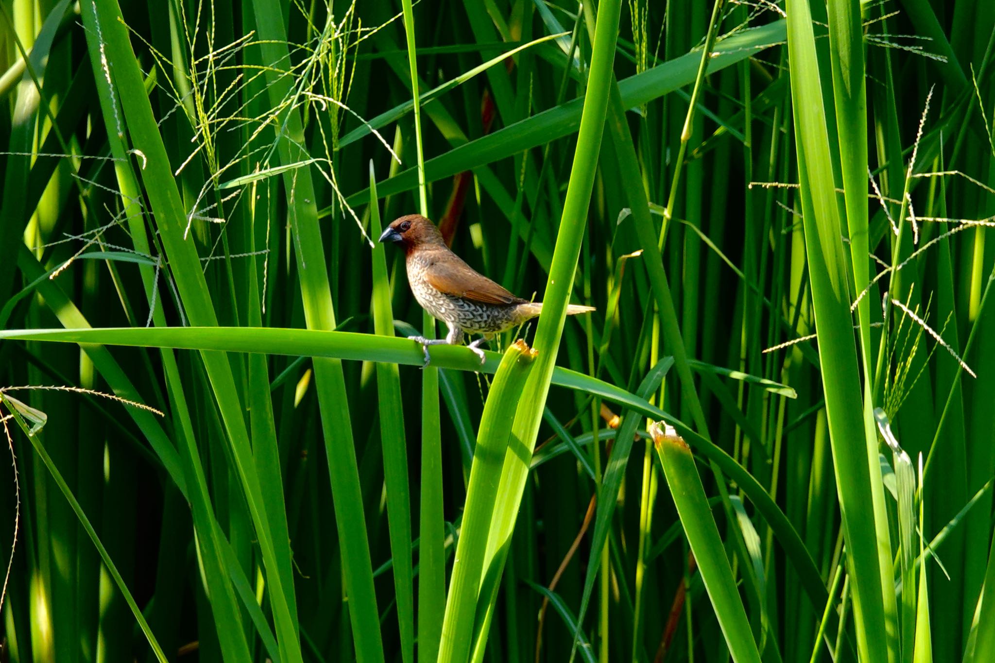 Scaly-breasted Munia