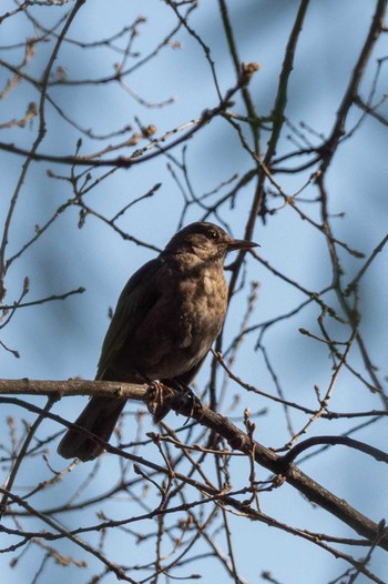 Chinese Blackbird バルセロナ Sun, 2/9/2020