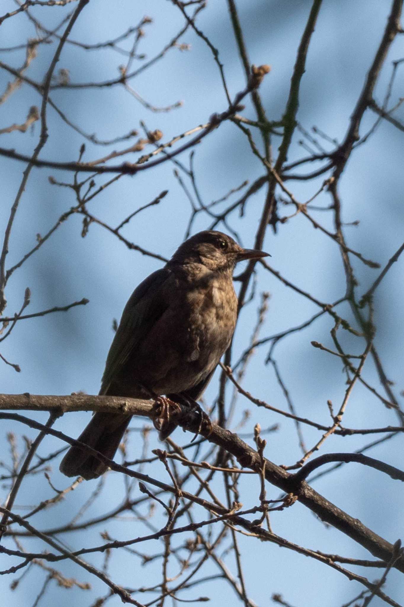 Photo of Chinese Blackbird at バルセロナ by veritas_vita