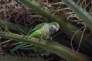 Monk Parakeet バルセロナ Sun, 2/9/2020