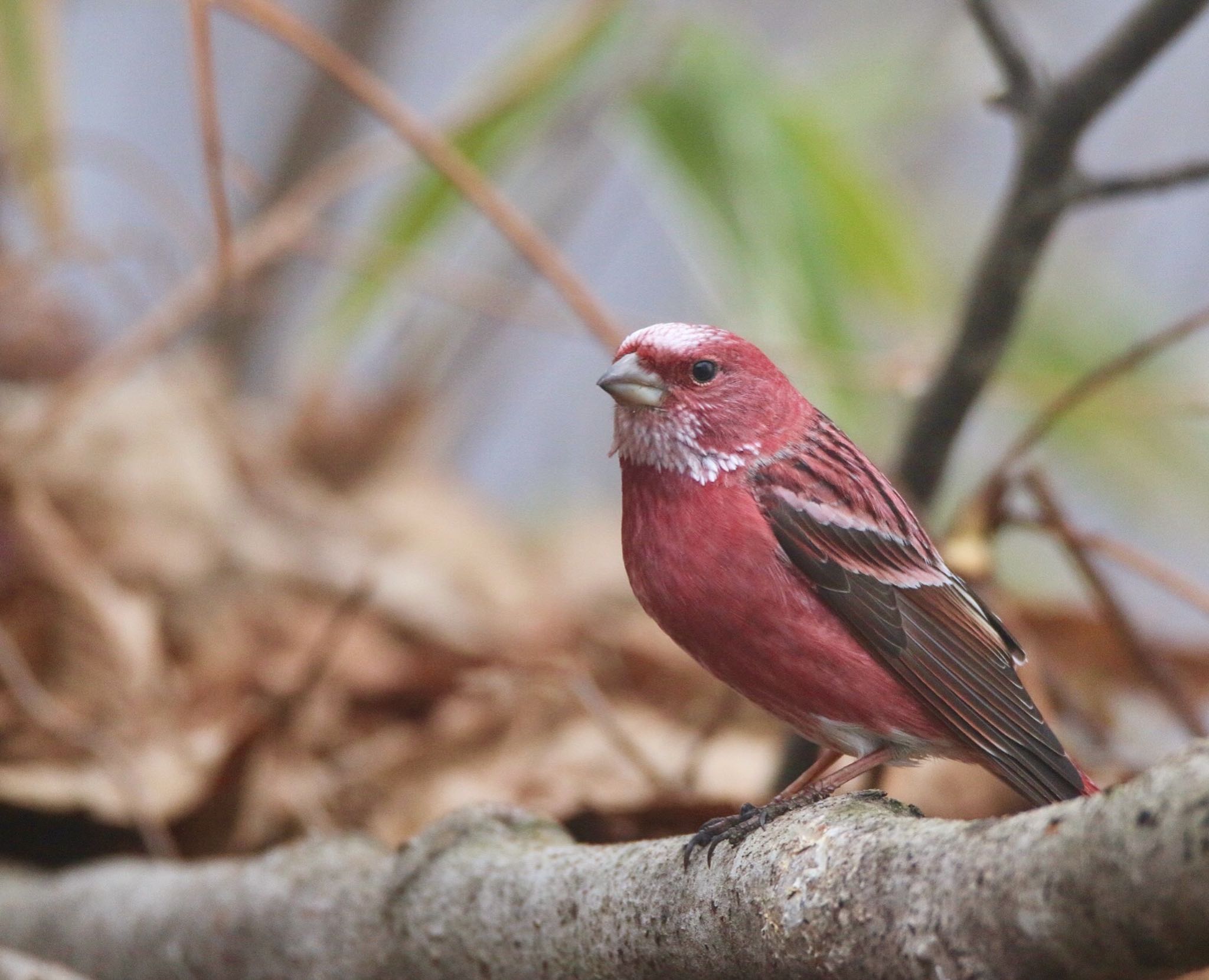 Photo of Pallas's Rosefinch at 埼玉県 by ゴロー