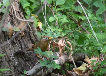 ガビチョウ 秋ヶ瀬公園 2015年4月29日(水)