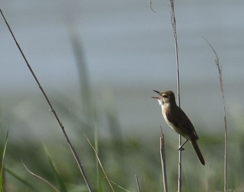 2015年6月20日(土) 北印旛沼の野鳥観察記録