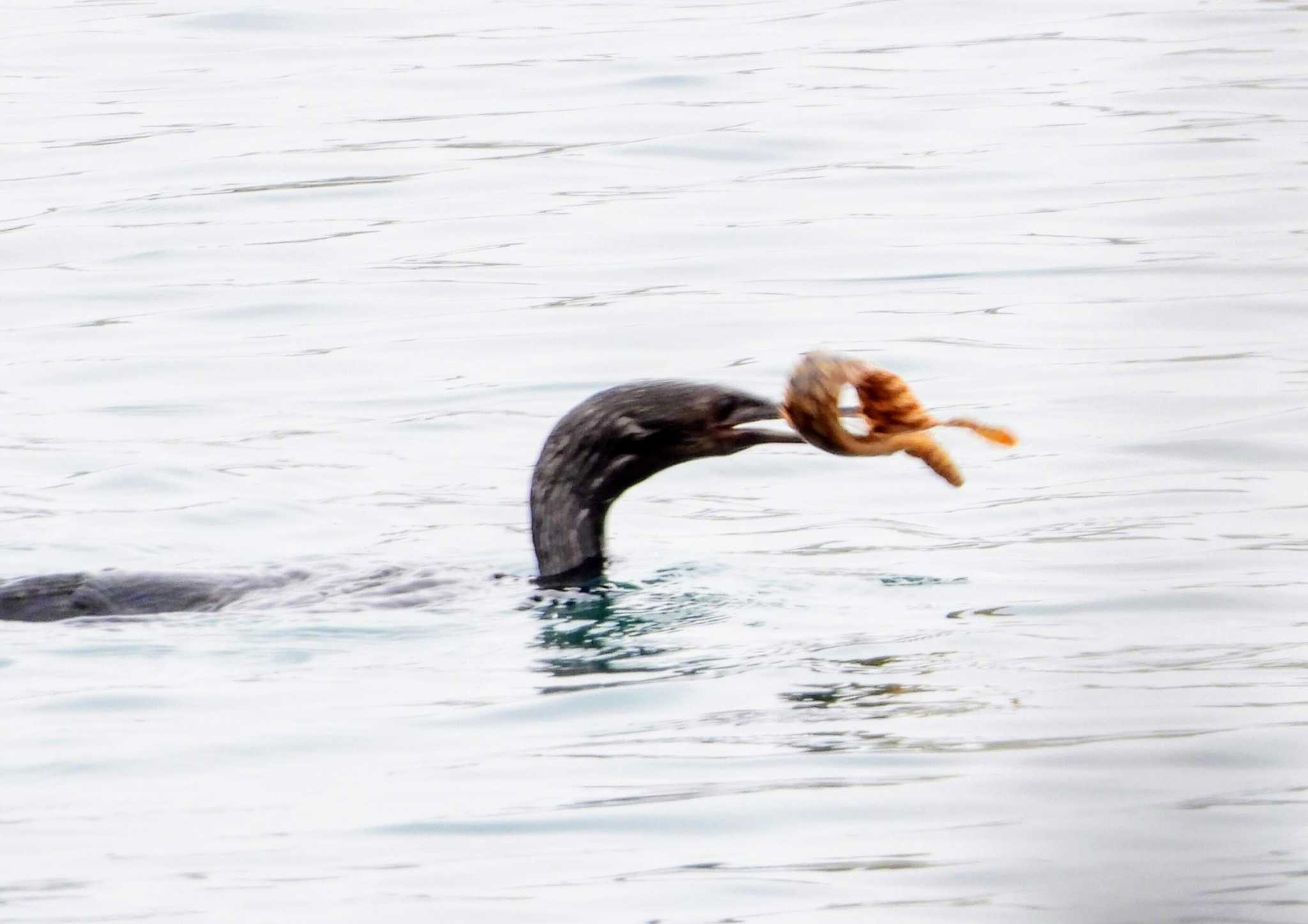 Photo of Pelagic Cormorant at 茨城県 by サジタリウスの眼