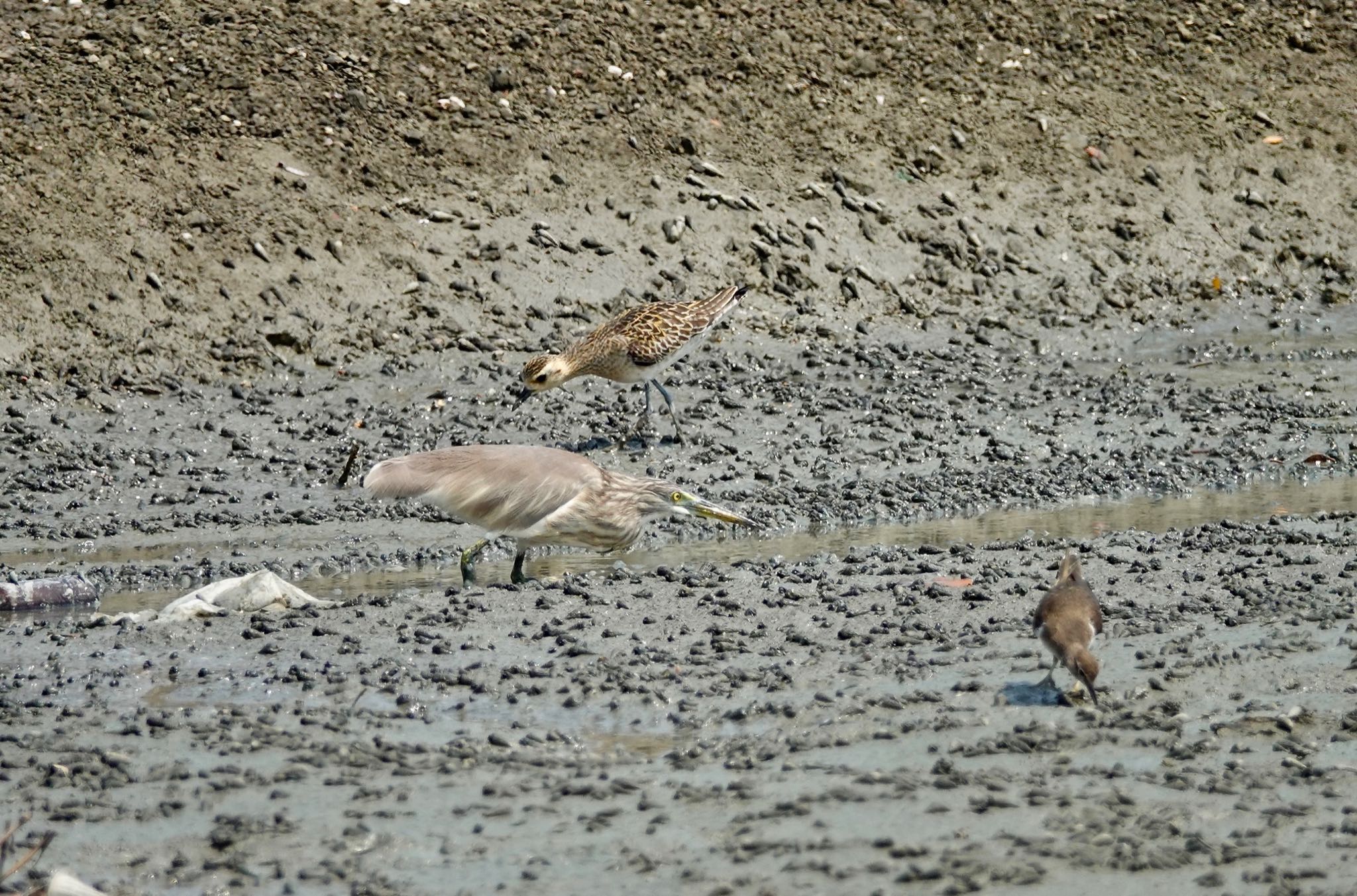 Photo of Pacific Golden Plover at タイ中部 by のどか