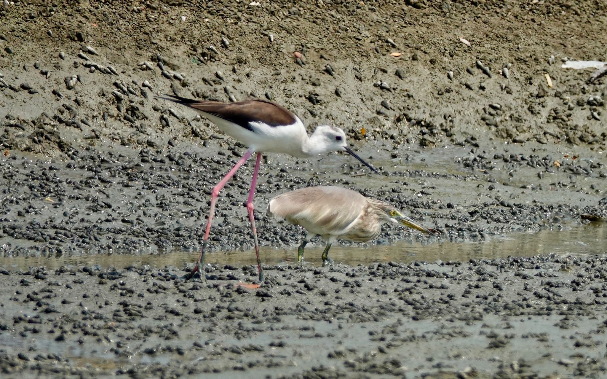 Black-winged Stilt