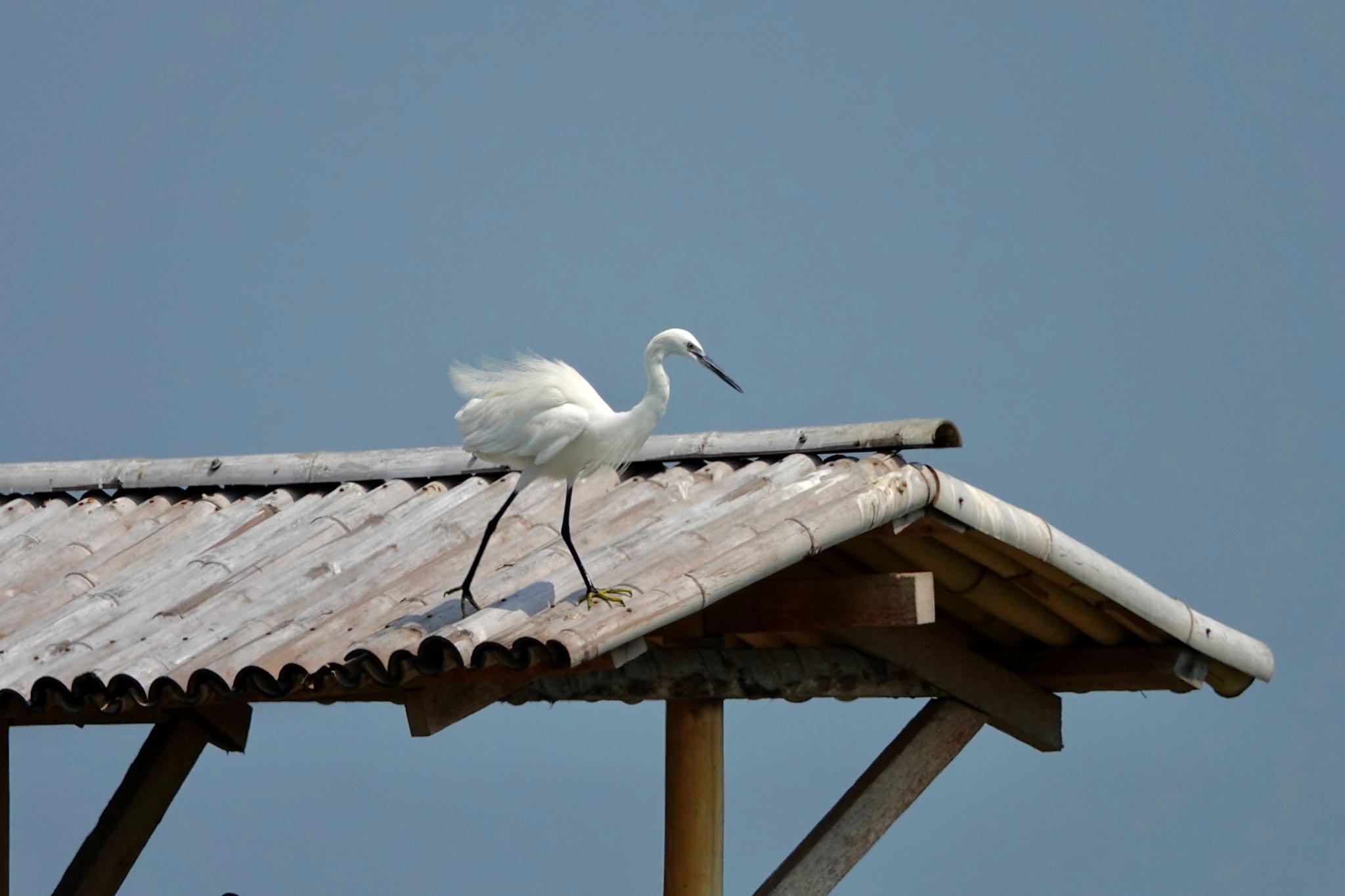 Little Egret