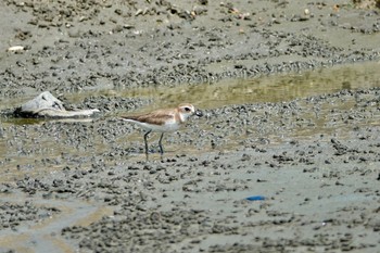 Greater Sand Plover タイ中部 Sat, 2/8/2020