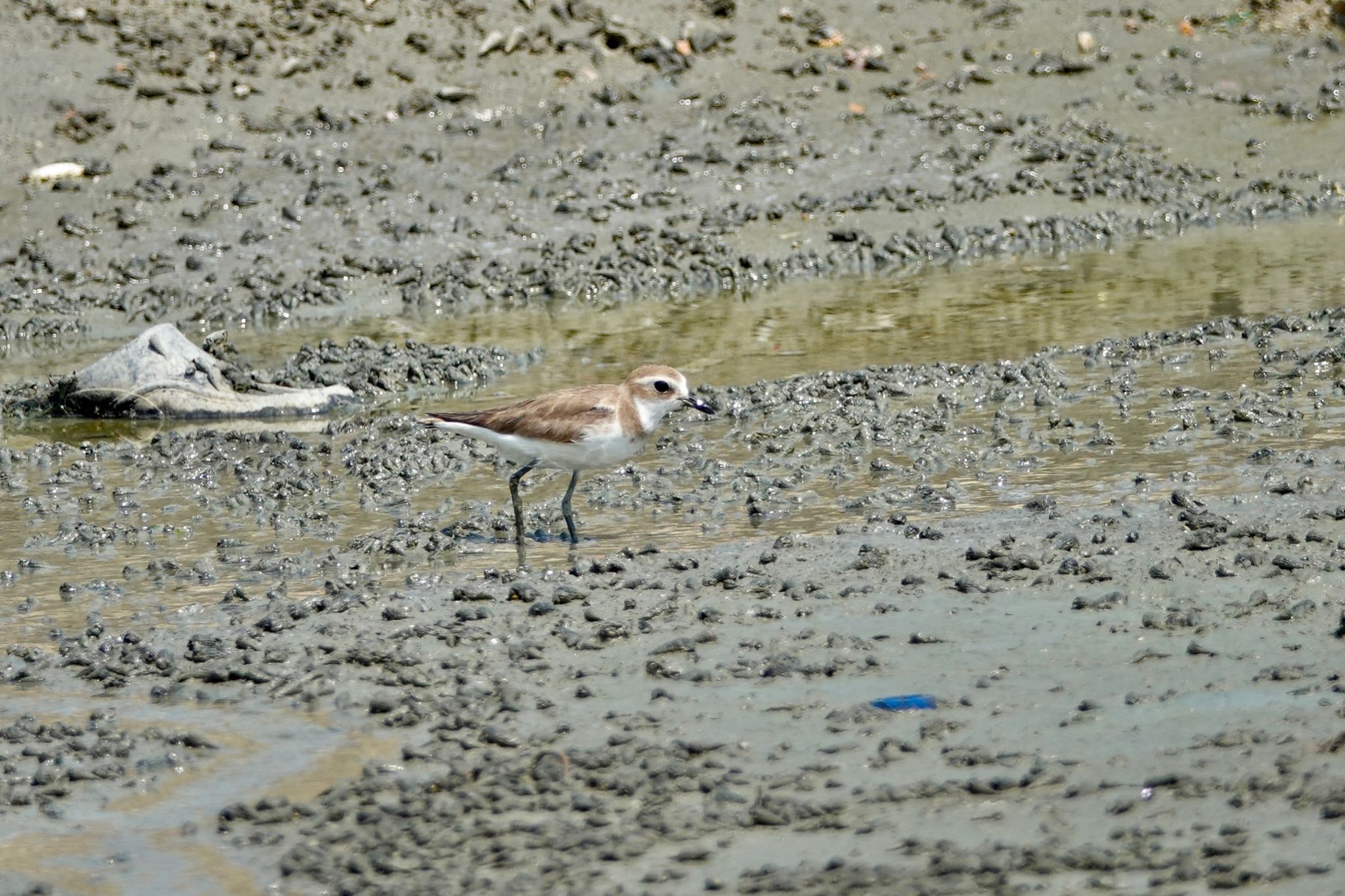 Photo of Greater Sand Plover at タイ中部 by のどか