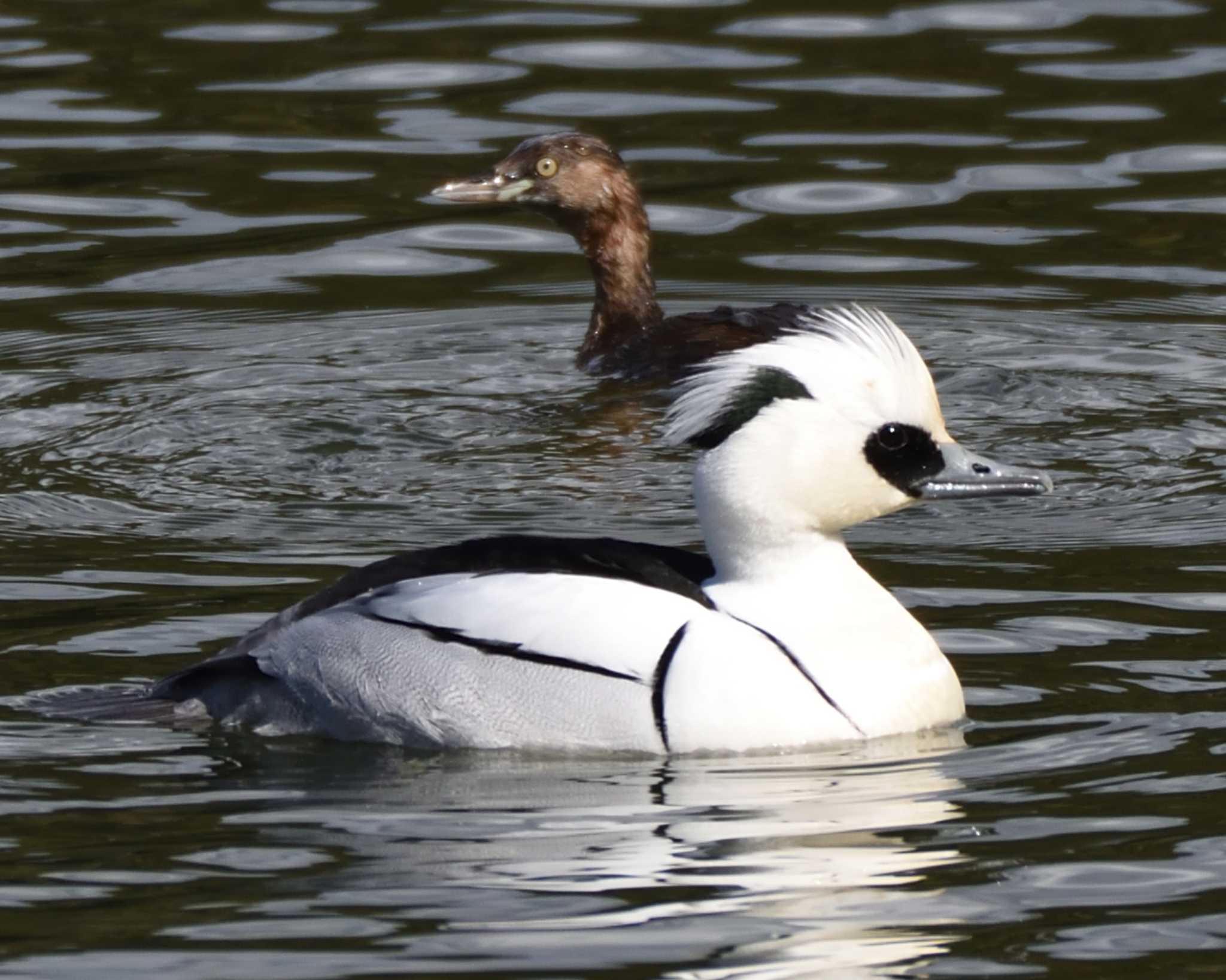 山田池公園 ミコアイサの写真 by ししまる