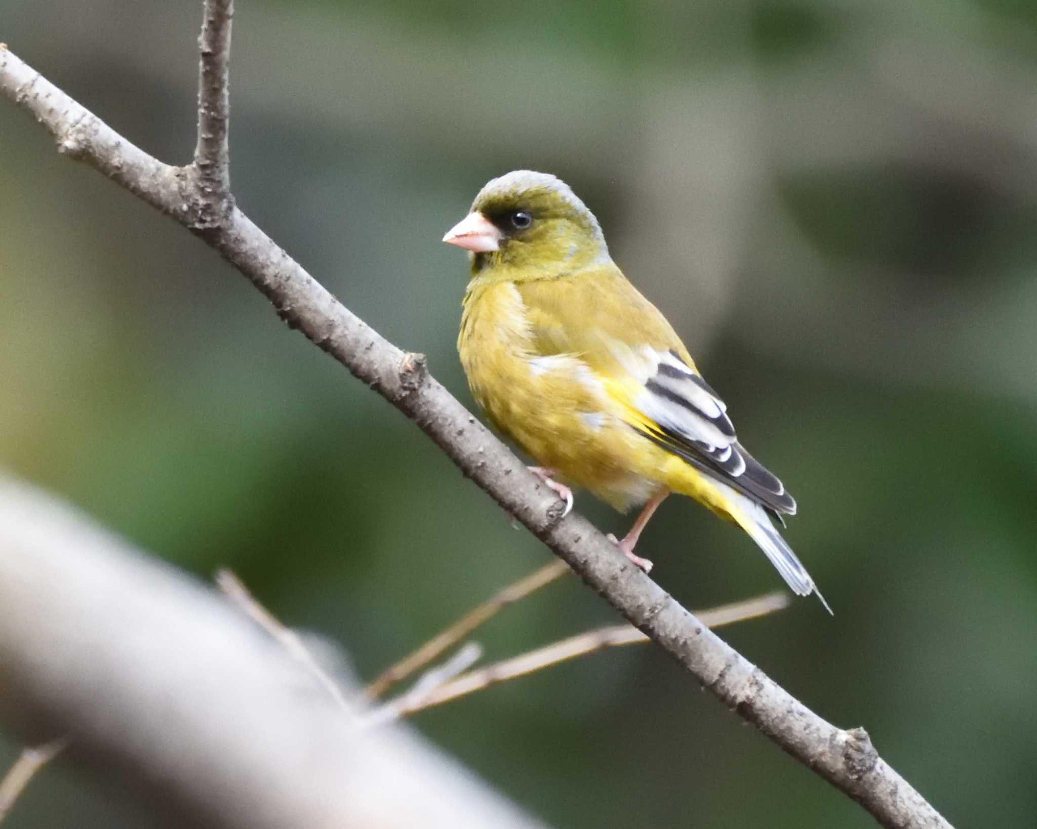 山田池公園 カワラヒワの写真 by ししまる