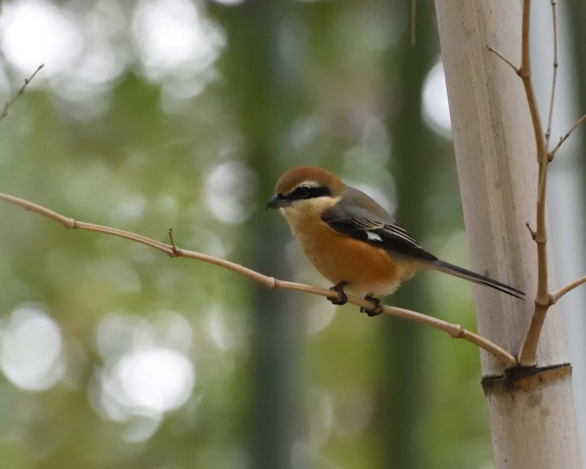 山田池公園 モズの写真 by ししまる