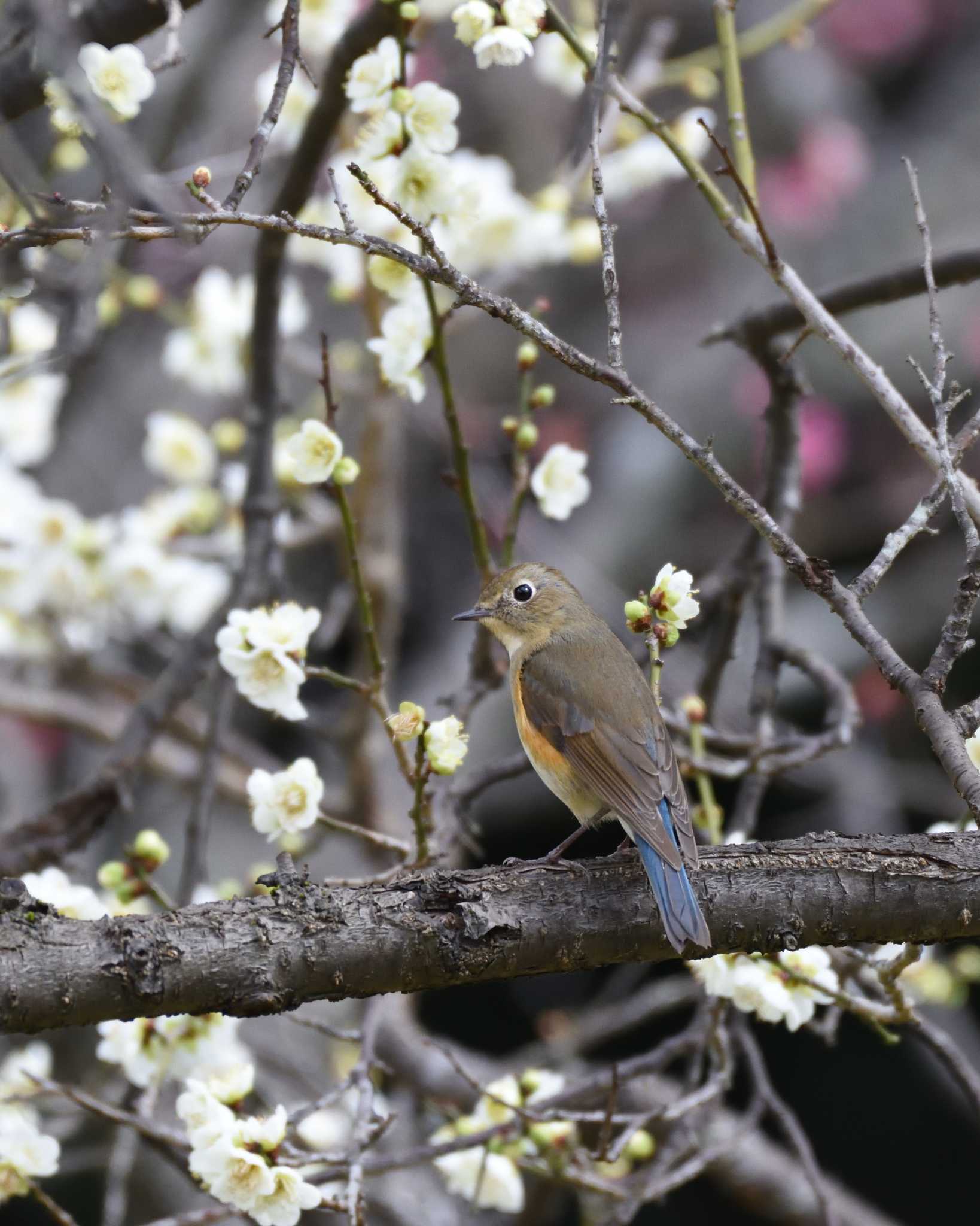 山田池公園 ルリビタキの写真 by ししまる