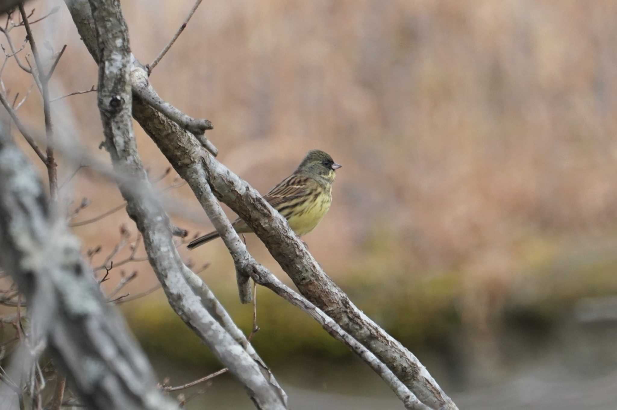 Photo of Masked Bunting at Arima Fuji Park by マル