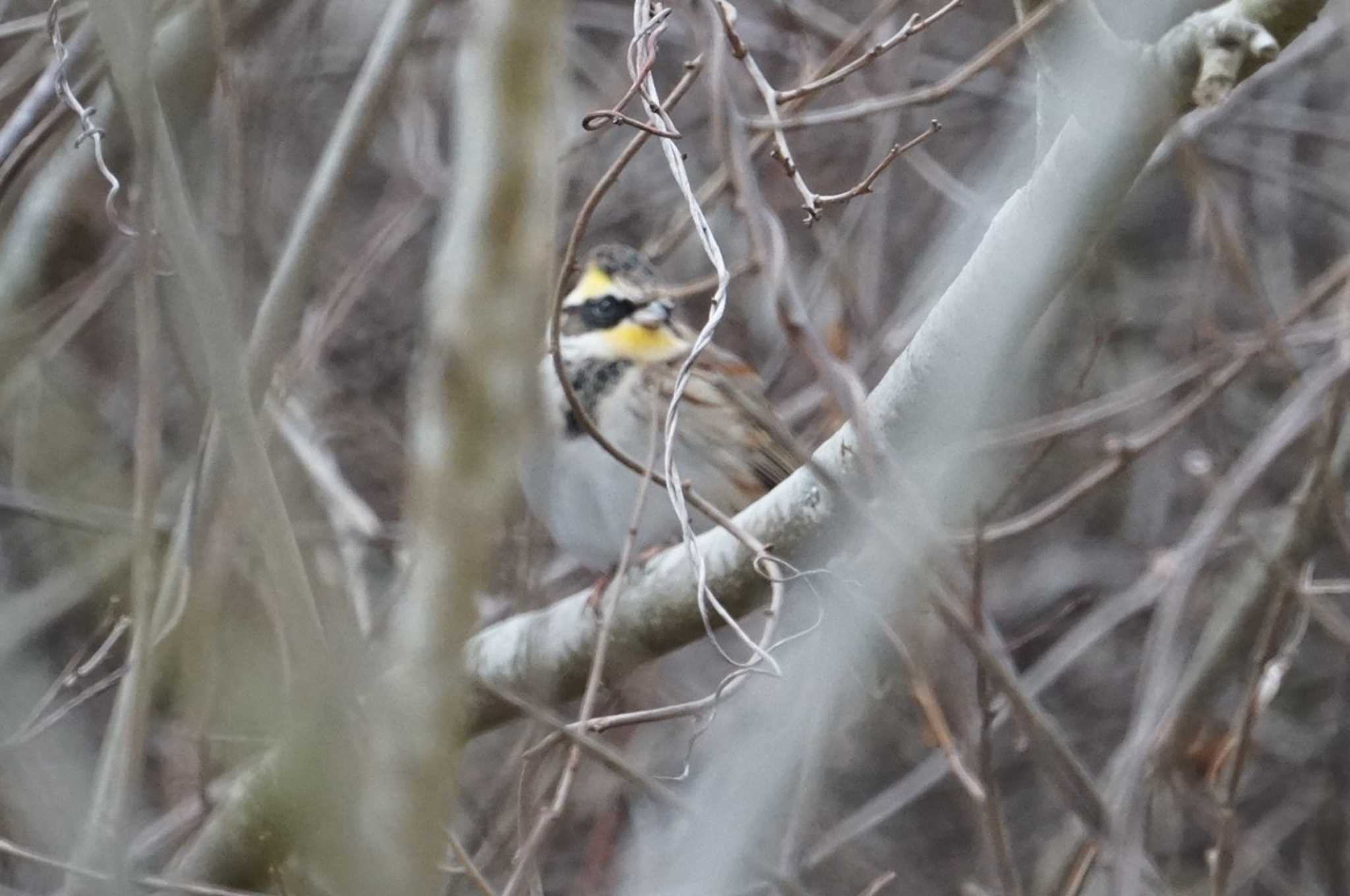 Photo of Yellow-throated Bunting at Arima Fuji Park by マル