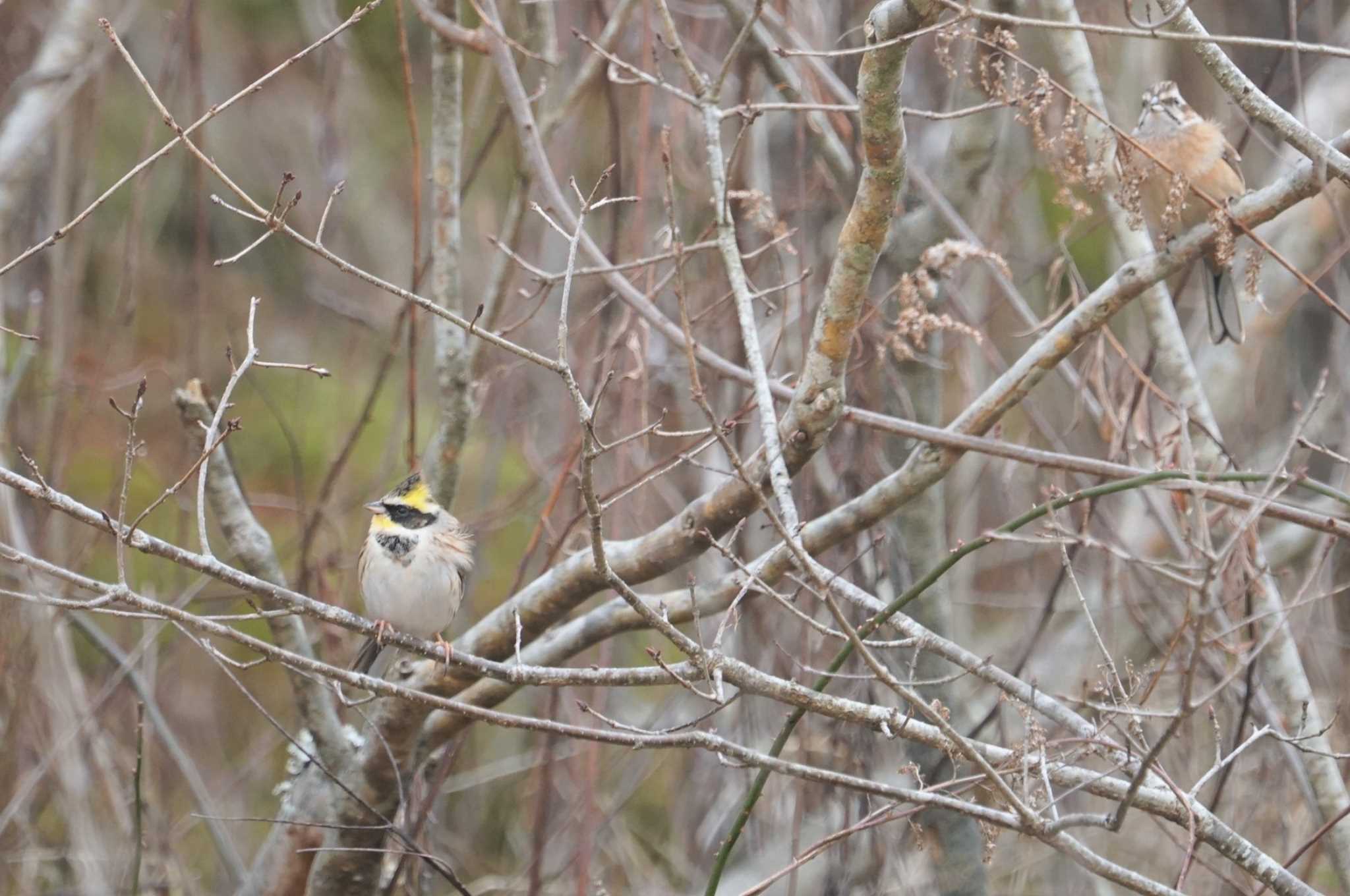 Yellow-throated Bunting