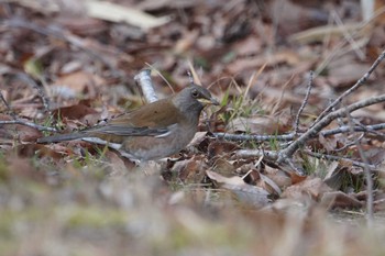 Mon, 2/17/2020 Birding report at Arima Fuji Park