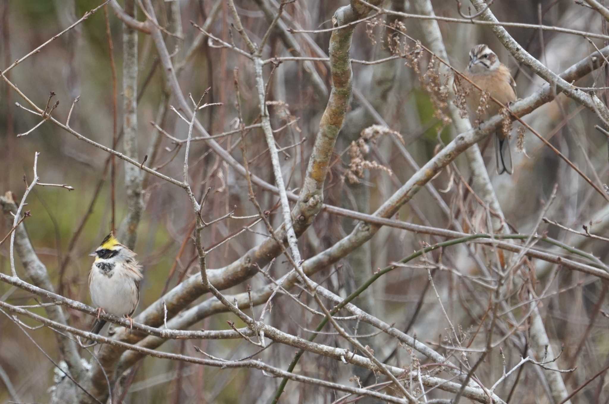 Yellow-throated Bunting