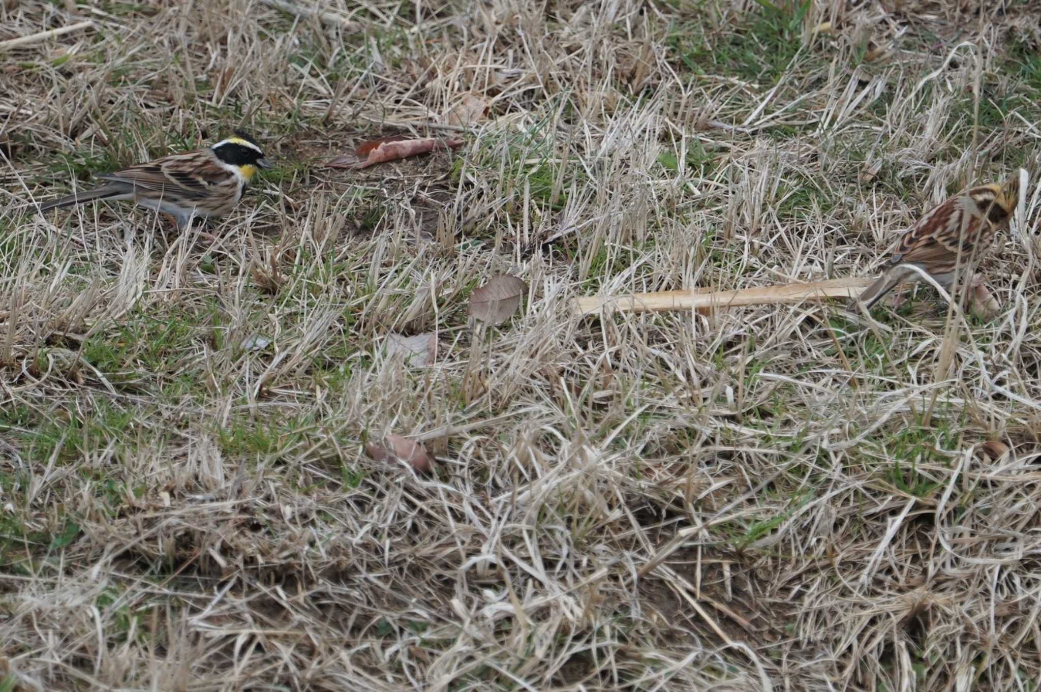 Yellow-throated Bunting