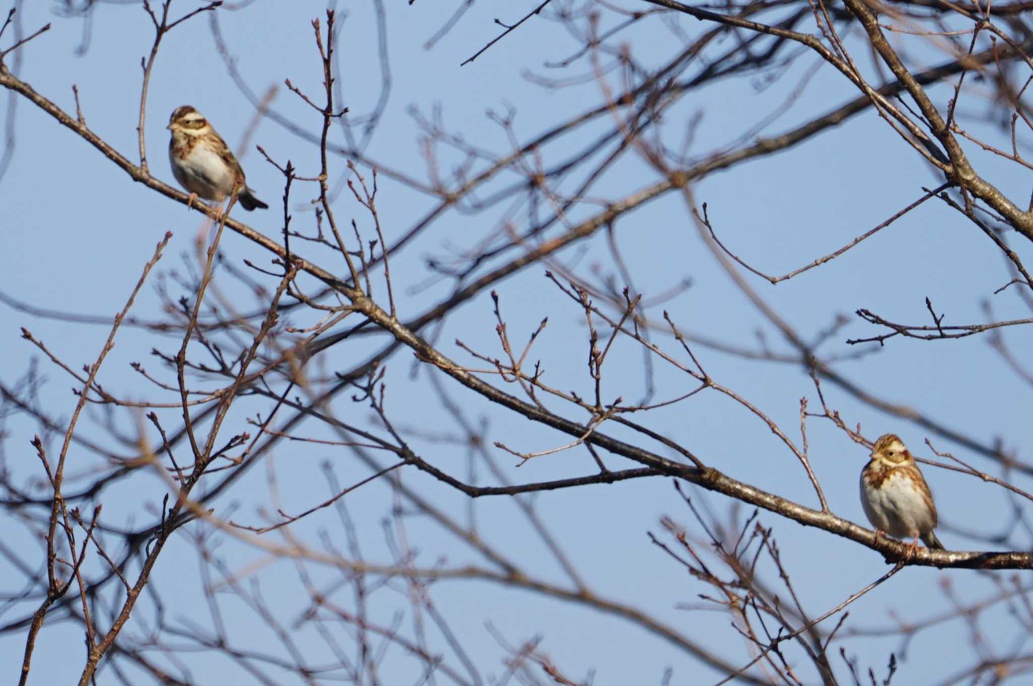 Rustic Bunting