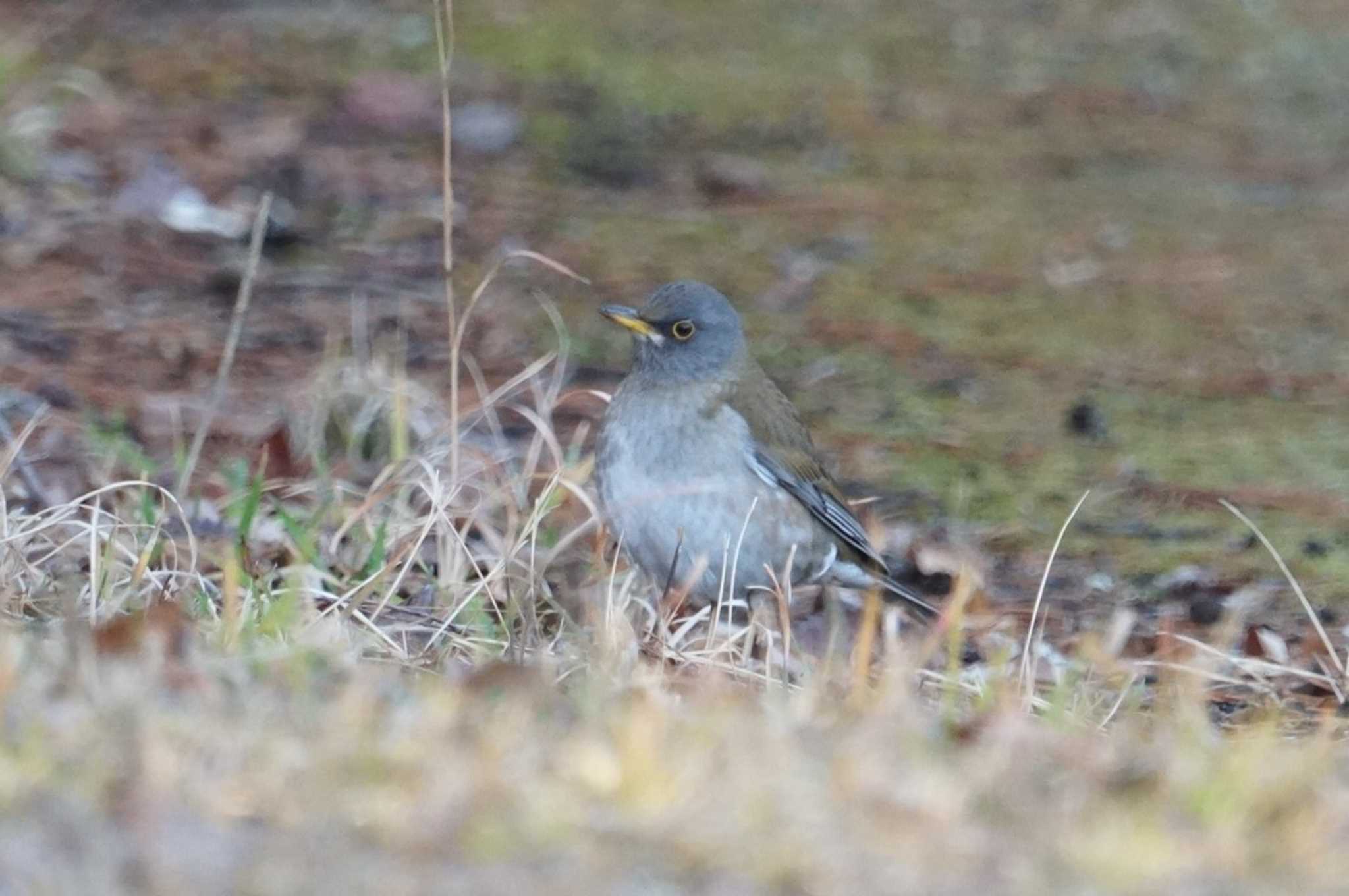 Pale Thrush