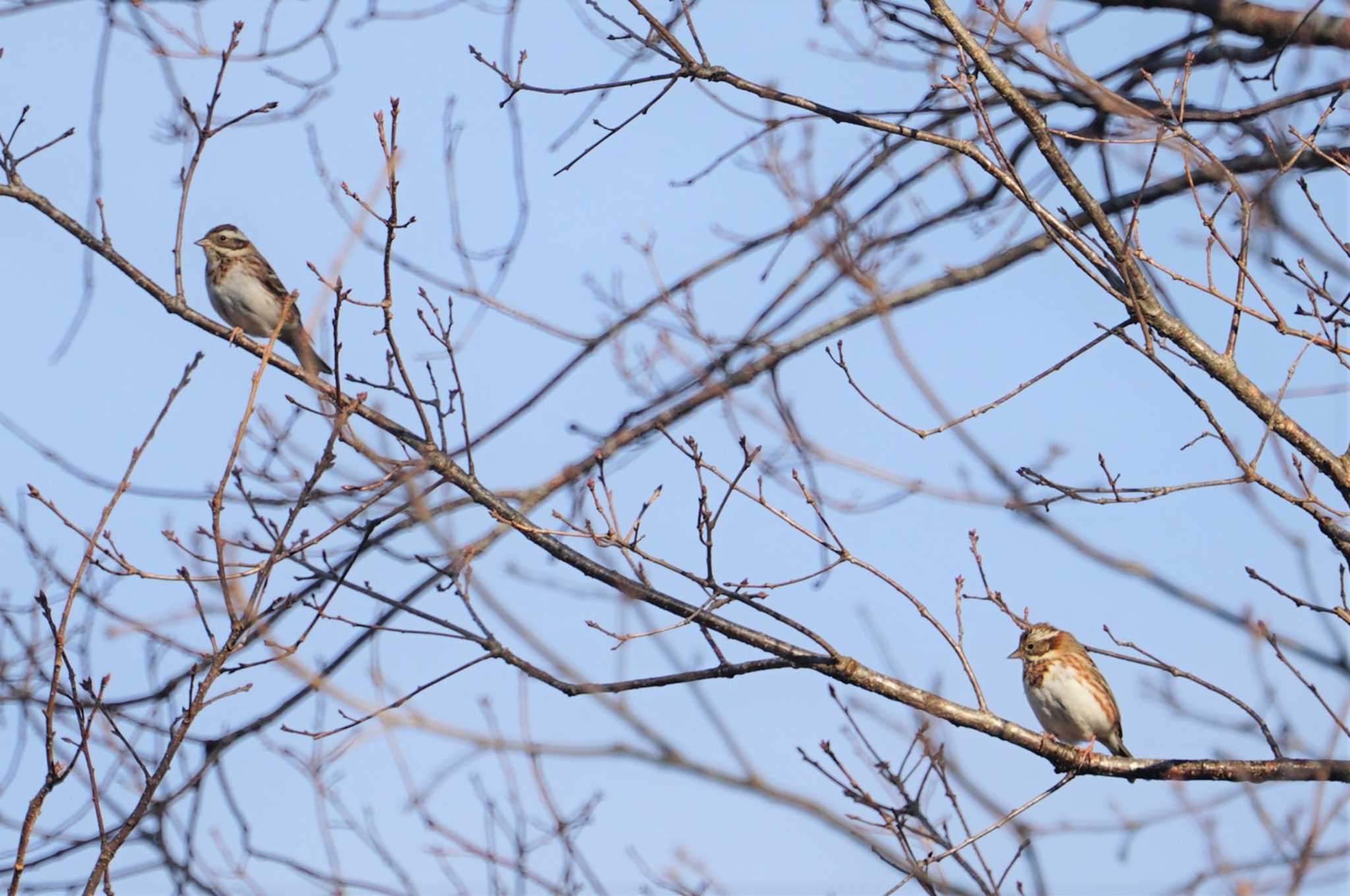 Rustic Bunting