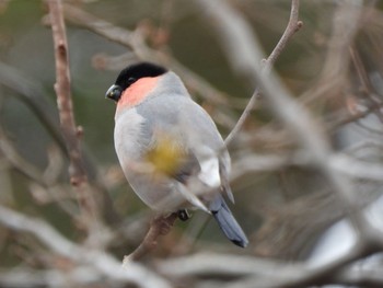 Eurasian Bullfinch(rosacea)