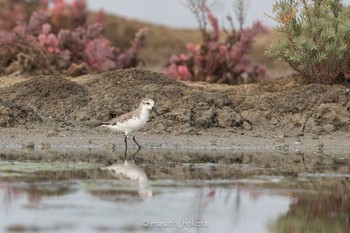 Spoon-billed Sandpiper Khok Kham Bird Center Sun, 2/9/2020