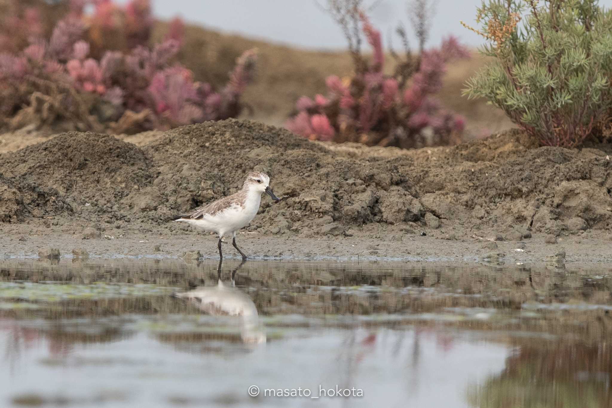 Photo of Spoon-billed Sandpiper at Khok Kham Bird Center by Trio