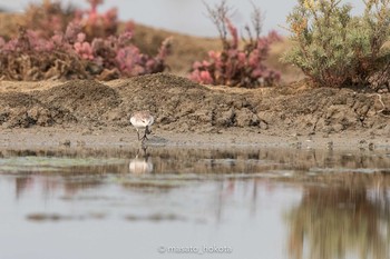 ヘラシギ Khok Kham Bird Center 2020年2月9日(日)