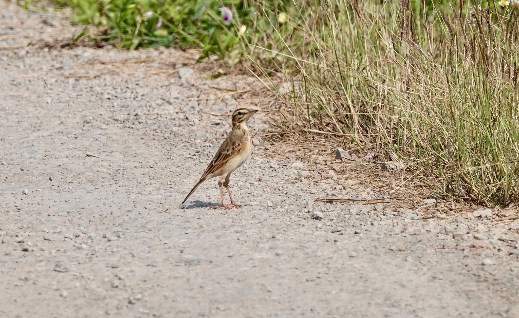 Photo of Paddyfield Pipit at タイ中部 by のどか