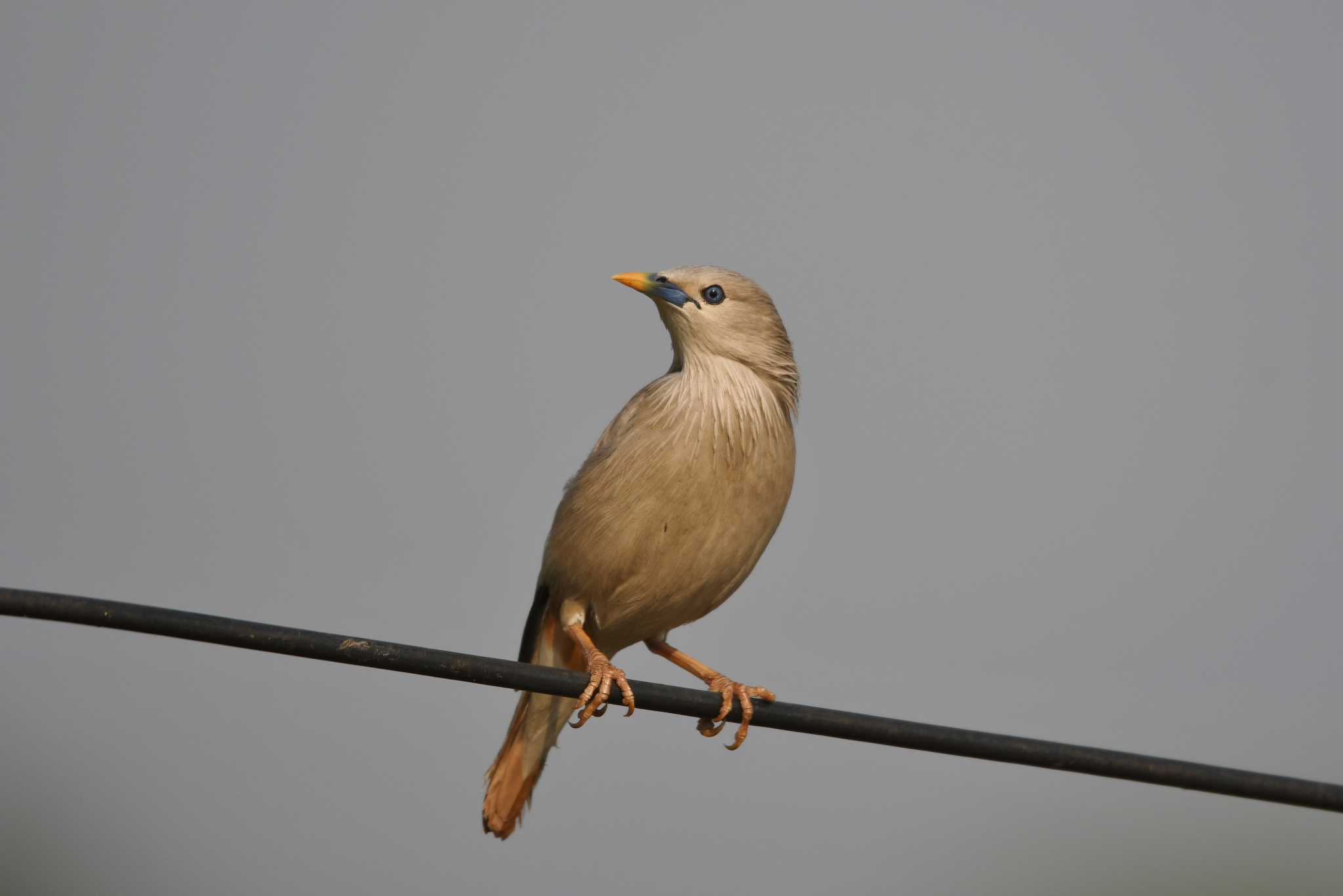 Chestnut-tailed Starling