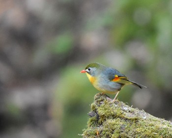 ソウシチョウ 柳沢峠 2014年6月10日(火)