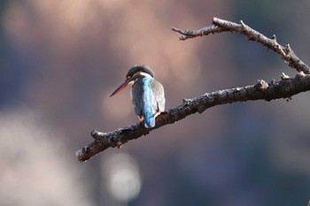 2019年12月27日(金) 不忍池(上野恩賜公園)の野鳥観察記録