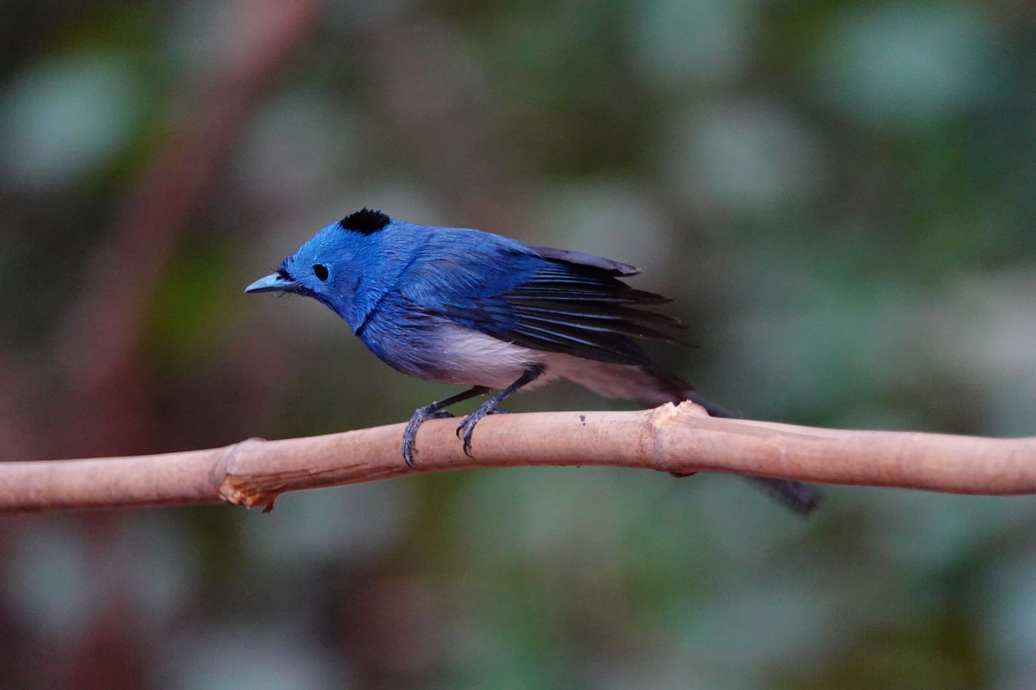 Photo of Black-naped Monarch at タイ中部 by のどか