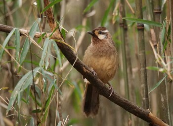 White-browed Laughingthrush Mine Park Mon, 2/17/2020